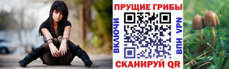 kraken маркетплейс  Сокол  Псилоцибиновые грибы Magic Shrooms 